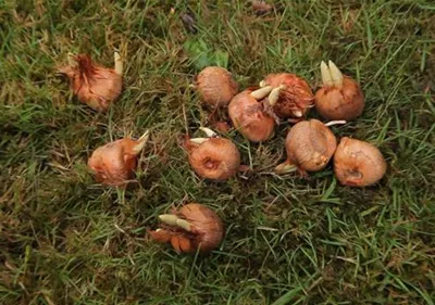Herbst-Krokus einpflanzen im Garten