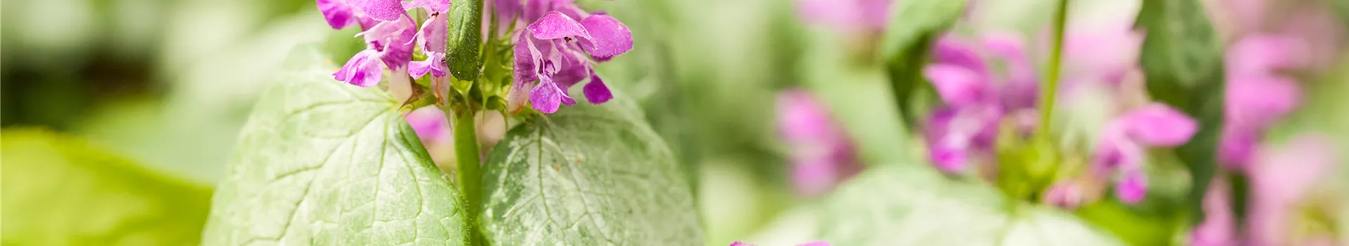 Essbares aus dem Wald