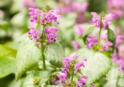 Essbares aus dem Wald