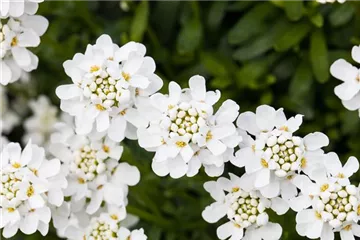 Die immergrüne Schleifenblume – Farbe garantiert