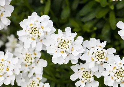 Die immergrüne Schleifenblume – Farbe garantiert