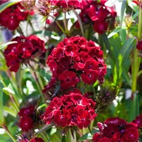 Wenig Pflege für viel Blüte