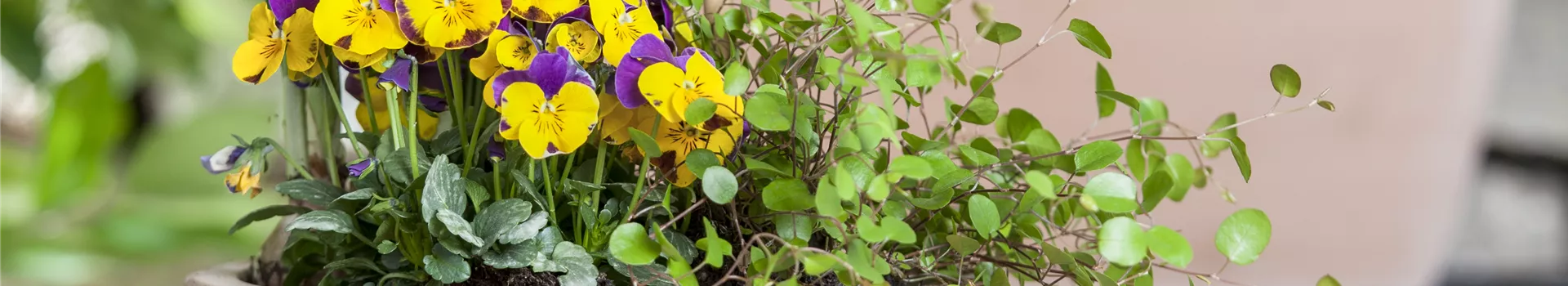 Blumenzwiebeln – einpflanzen in ein Gefäß
