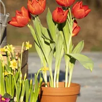 Blumenzwiebeln richtig einpflanzen