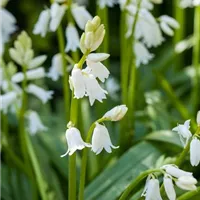 Das Spanische Hasenglöckchen im Garten