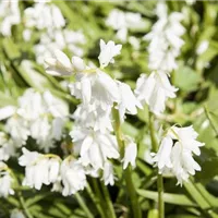Ein später Frühling