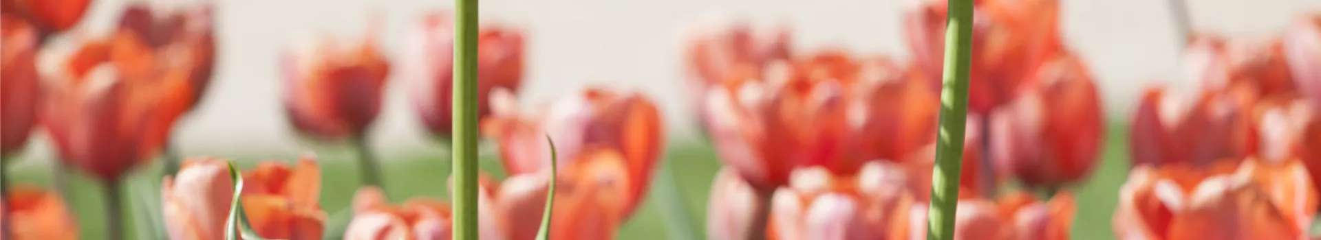 Kaiserkronen – Prachtblumen hoch hinaus