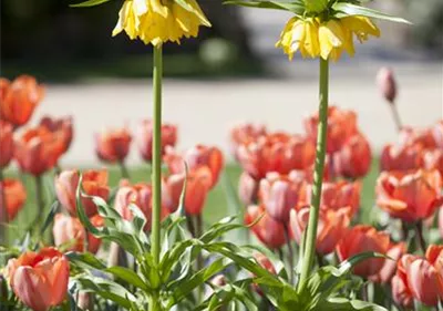 Kaiserkronen – Prachtblumen hoch hinaus