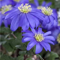 Anemonen für jede Jahreszeit