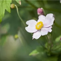 Anemonen pflanzen und pflegen