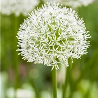 Tolle Blüten trotz wenig Pflege