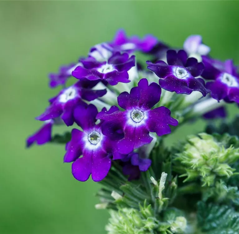 Die Verbene – der Insektenstar unter den Pflanzen Die Verbene – der Insektenstar unter den Pflanzen