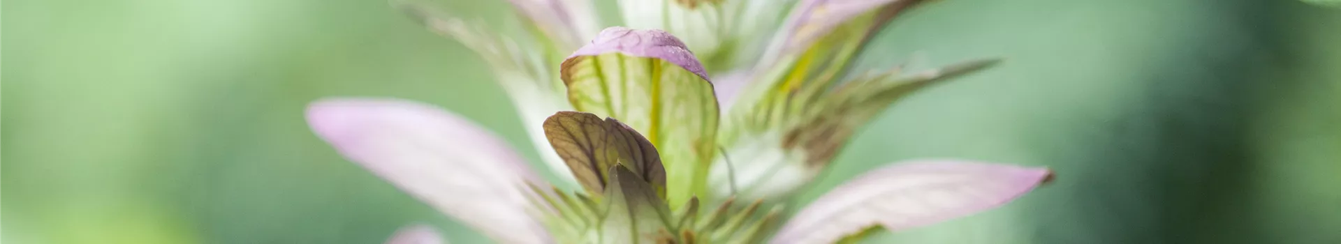 Strukturpflanzen als Architekten im Garten Strukturpflanzen als Architekten im Garten
