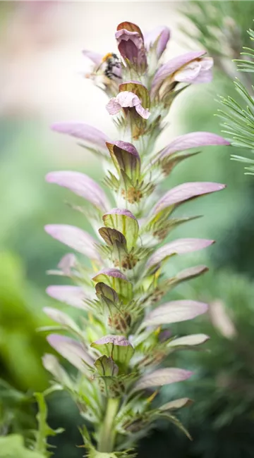 Strukturpflanzen als Architekten im Garten Strukturpflanzen als Architekten im Garten