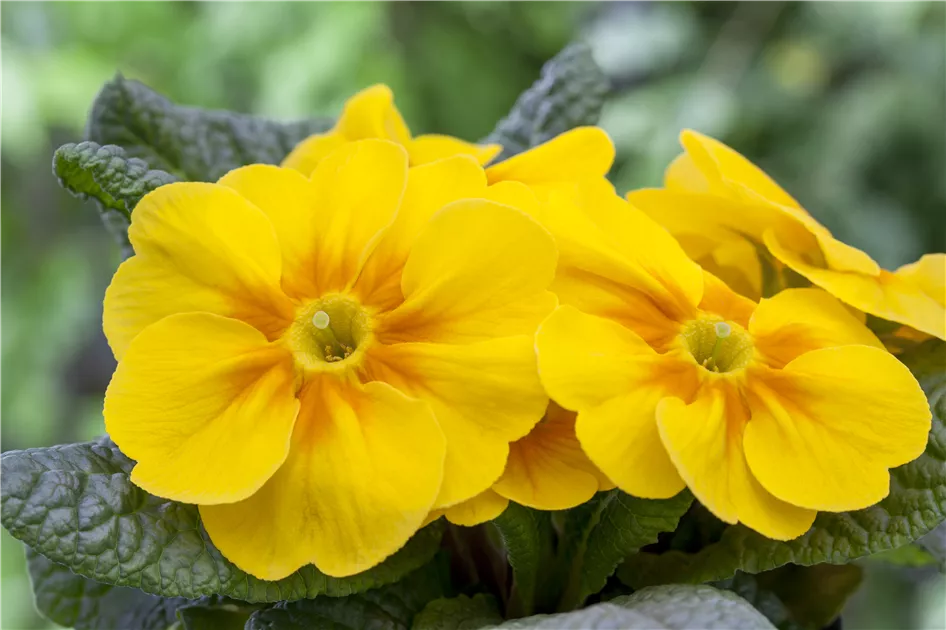 Blumixx Stauden Primula Veris – Echte Schlüsselblume, Goldgelb, Winterhart, Im 0,5 Liter Topf