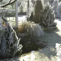 Schichtwechsel bei Zwiebeln und Knollen