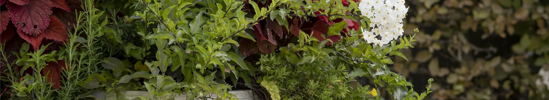 Kübel winterfest machen