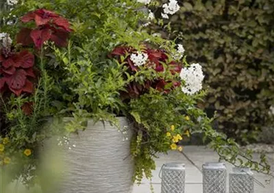 Kübel winterfest machen Kübel winterfest machen