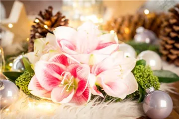 Amaryllis – weihnachtlicher Blütentraum Amaryllis – weihnachtlicher Blütentraum