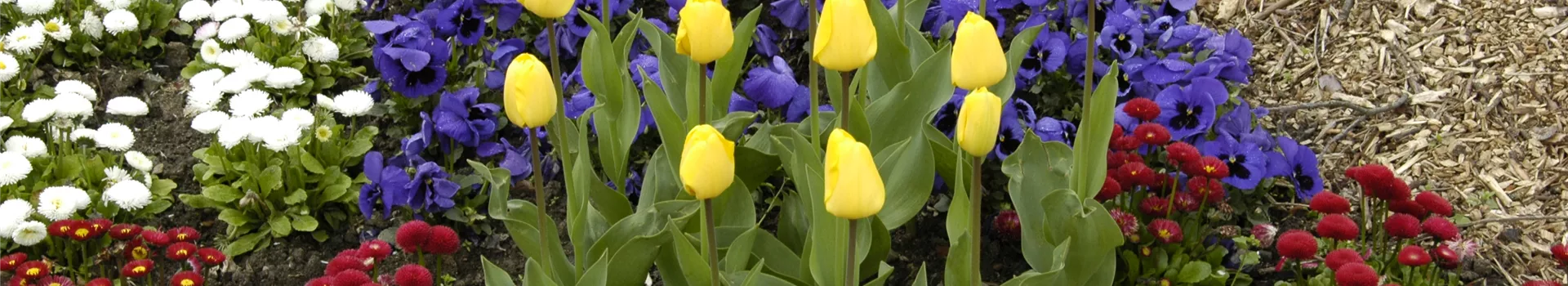 Zwiebellaub braucht eine professionelle Behandlung! Zwiebellaub braucht eine professionelle Behandlung!