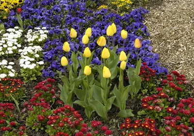 Zwiebellaub braucht eine professionelle Behandlung! Zwiebellaub braucht eine professionelle Behandlung!