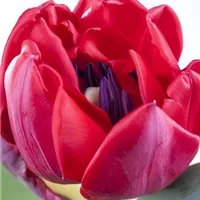 Was tun mit dem Zwiebellaub? Was tun mit dem Zwiebellaub?