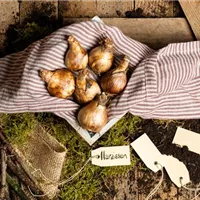 Ohne Zwiebellaub in die Sommerferien Ohne Zwiebellaub in die Sommerferien