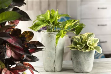 Efeutute - unkompliziert und anfängerfreundlich