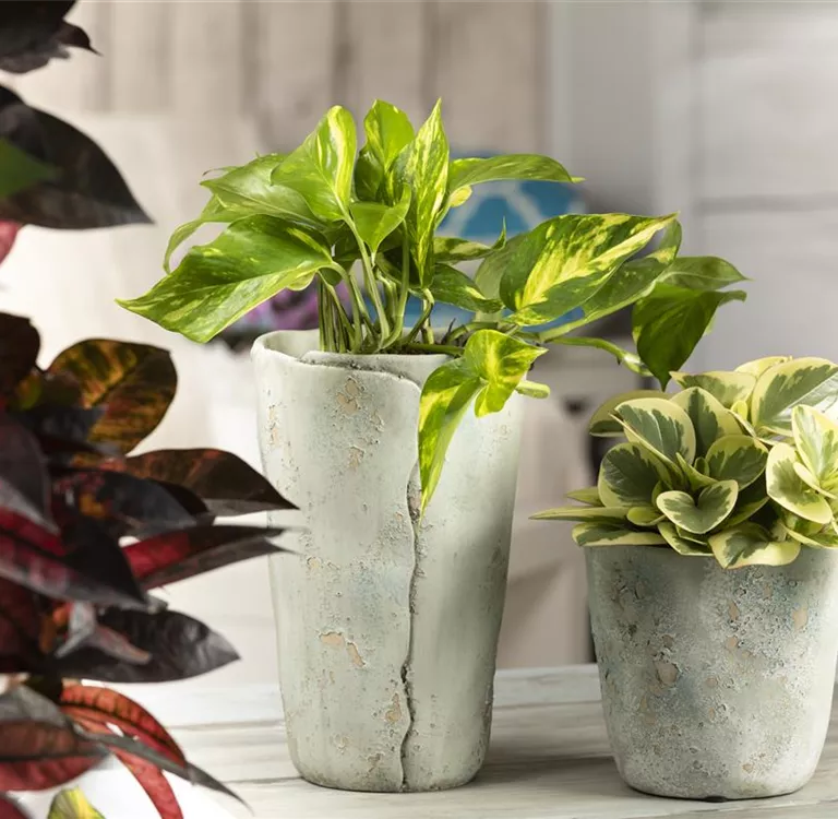 Efeutute - unkompliziert und anfängerfreundlich