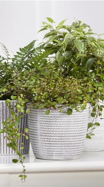 Ein Dschungel im Drahtkorb