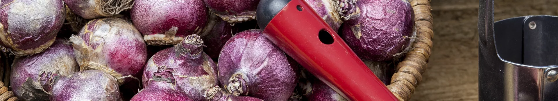 Im Winterquartier: Eingelagerte Blumenzwiebeln kontrollieren