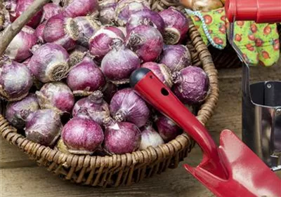 Im Winterquartier: Eingelagerte Blumenzwiebeln kontrollieren