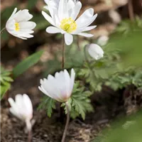 Worauf bei der Kontrolle im Winterquartier zu achten ist