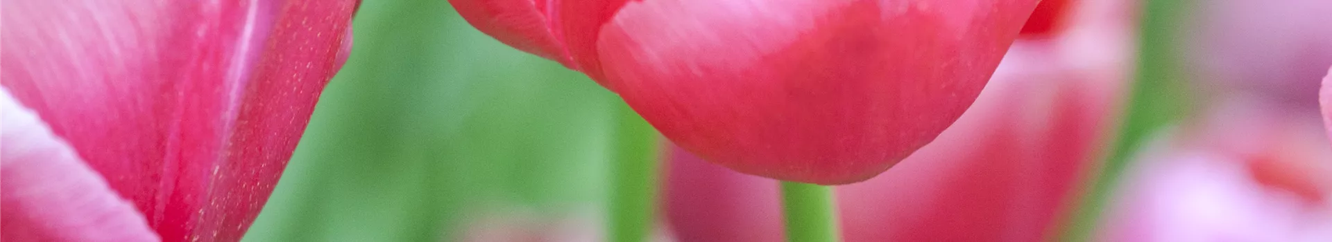 Tulpen pflanzen: Farbe für den Frühling