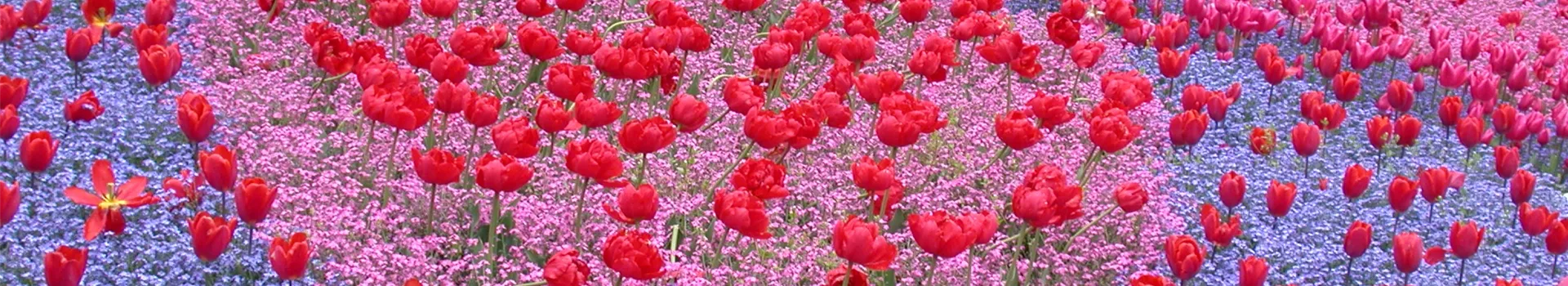 Gartenjahr voller Blüten – Blumenzwiebeln für jede Jahreszeit