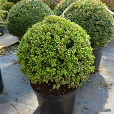 Ilex crenata 'Convexa' - Formgehölze, C Kugel 35- Ilex crenata 'Convexa' - Formgehölze, C Kugel 35-