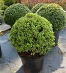 Löffel-Ilex - Ilex crenata 'Convexa' - Formgehölze