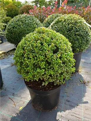 Löffel-Ilex - Ilex crenata 'Convexa' - Formgehölze