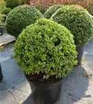 Löffel-Ilex - Ilex crenata 'Convexa' - Formgehölze