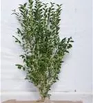 Ovalblättr.Liguster - Ligustrum ovalifolium - Heckenpflanzen