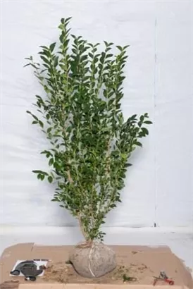 Ovalblättr.Liguster - Ligustrum ovalifolium - Heckenpflanzen
