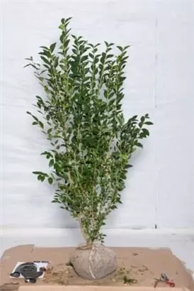 Ovalblättr.Liguster - Ligustrum ovalifolium - Heckenpflanzen