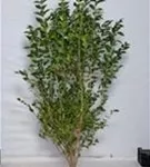 Ovalblättr.Liguster - Ligustrum ovalifolium - Heckenpflanzen