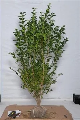 Ovalblättr.Liguster - Ligustrum ovalifolium - Heckenpflanzen
