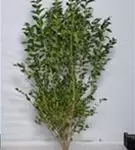 Ovalblättr.Liguster - Ligustrum ovalifolium - Heckenpflanzen