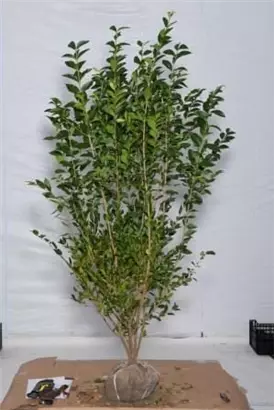 Ovalblättr.Liguster - Ligustrum ovalifolium - Heckenpflanzen