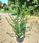 Schwarzgrüner Liguster 'Atrovirens' - Ligustrum vulgare 'Atrovirens'