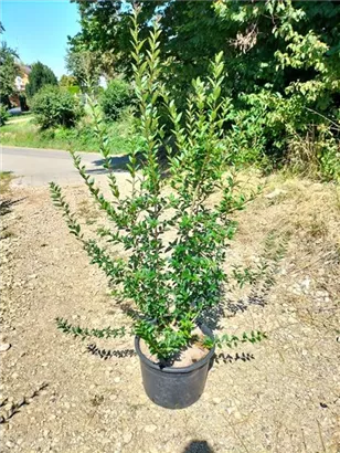 Schwarzgrüner Liguster 'Atrovirens' - Ligustrum vulgare 'Atrovirens'