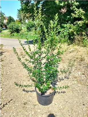 Schwarzgrüner Liguster 'Atrovirens' - Ligustrum vulgare 'Atrovirens'