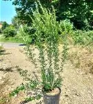 Schwarzgrüner Liguster 'Atrovirens' - Ligustrum vulgare 'Atrovirens'